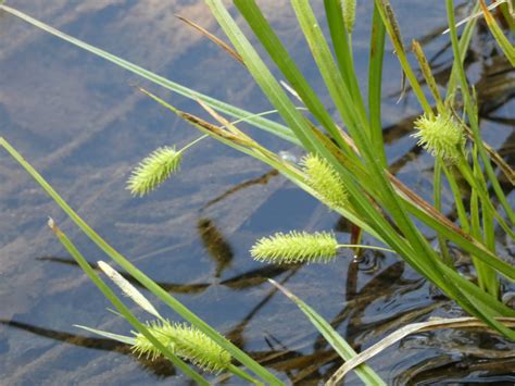 Maryland Biodiversity View Thumbnails Bottlebrush Sedge Carex