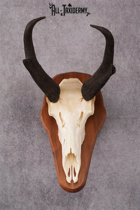 Pronghorn Antelope Taxidermy Skull Sku 2518 All Taxidermy