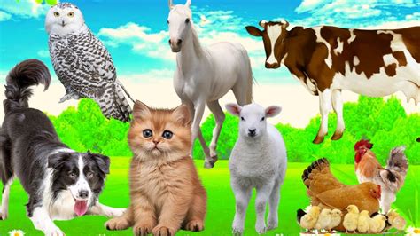 Cute Animal Sounds Around Us Sheep Dog Cow Chicken Cat Snow Owl