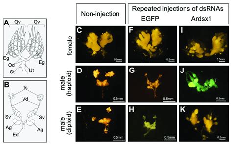 Effects Of Rnai Mediated Knockdown Of Ardsx On Sexual Development Of Download Scientific