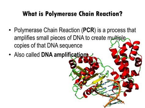 Polymerase Chain Reaction Explained