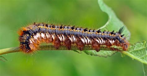 Furry Caterpillars An Identification Guide Owlcation