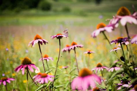 The Pollinator Habitat: What's Next? - FarmHer