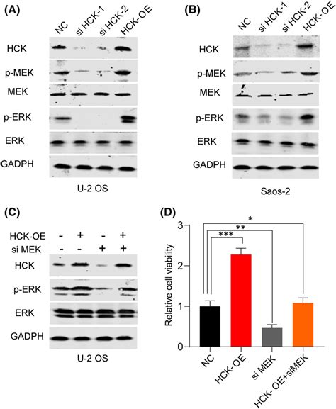 HCK Regulates OS Via The MEK ERK Pathway AB HCK MEK ERK PMEK And