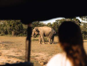 Ga Op Safari In Sri Lanka Dit Zijn De Beste Plekken Reispackers