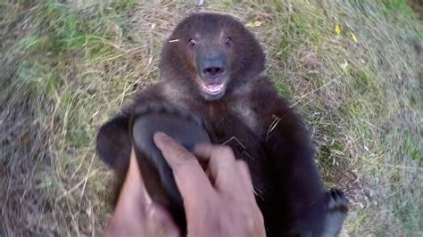 Gopro Man And Grizzly Bear Adventures With Bella Youtube