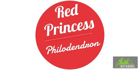 Red Princess Philodendron Growth And Care Gfl Outdoors