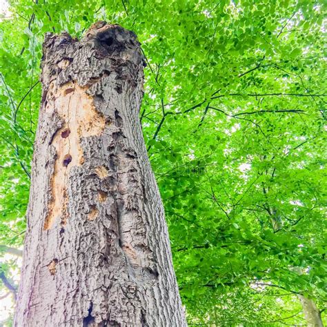 Tronc D Arbre Mort De D Composition Avec Le Trou Et Le Champignon L