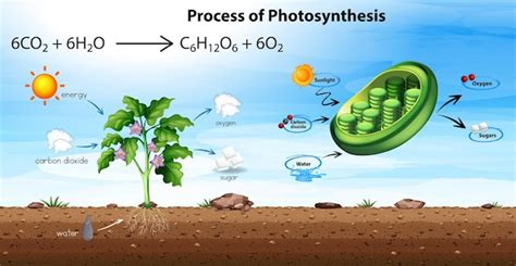 Free Vector | Process of photosynthesis diagram