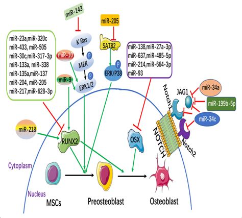 Micrornas Mirnas And Signaling Pathways Involved In The