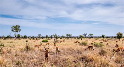 Kruger National Park 2021: Best of Kruger National Park, South Africa ...