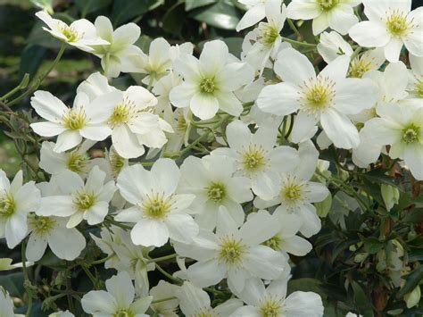 Avalanche Evergreen Clematis | Tuin ideeën, Tuin