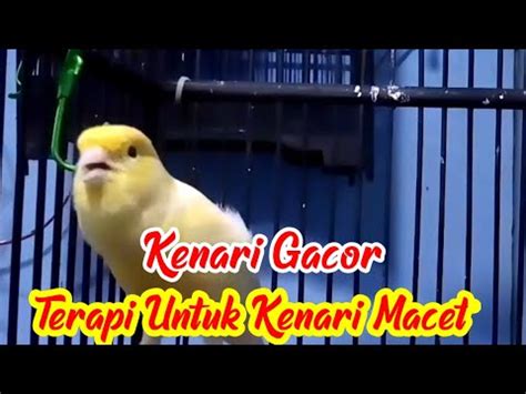 Terapi Ampuh Untuk Kenari Macet Menit Langsung Ikut Gacor