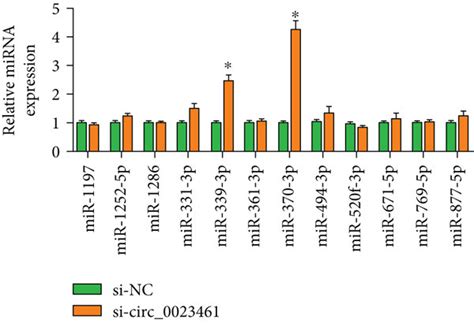 Circ0023461 Directly Interacts With Mir 370 3p In Cardiomyocytes A