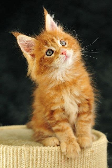 Orange Tabby Maine Coon Kitten