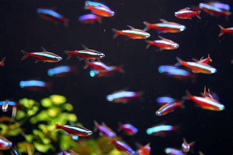 熱帯魚・観賞魚まとめ－おすすめの種類・飼育方法・用品 Aquaturtlium