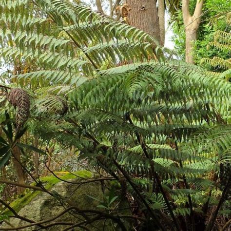 Cyathea dealbata Fougère arborescente argentée de Nouvelle Zélande