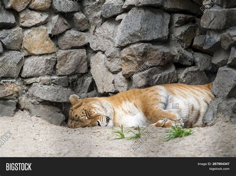 Liger - Hybrid Image & Photo (Free Trial) | Bigstock