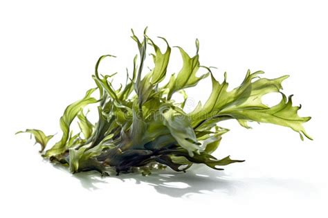 Eucheuma Cottoni Seaweed Isolated On White Background Stock