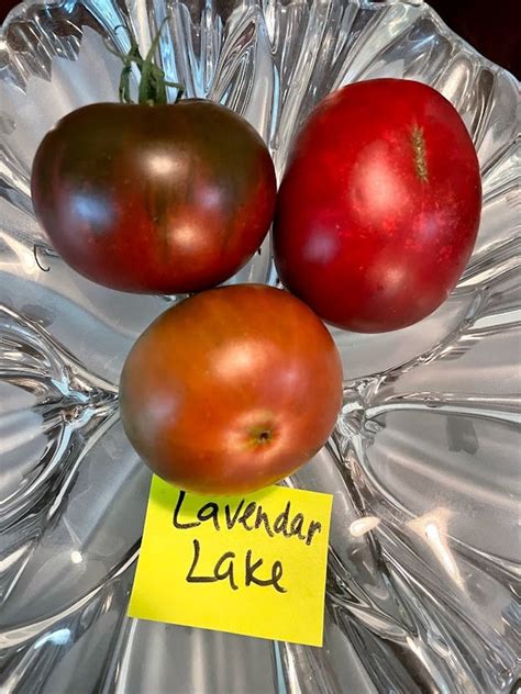 Lavender Lake Heirloom Tomato Seeds - Etsy