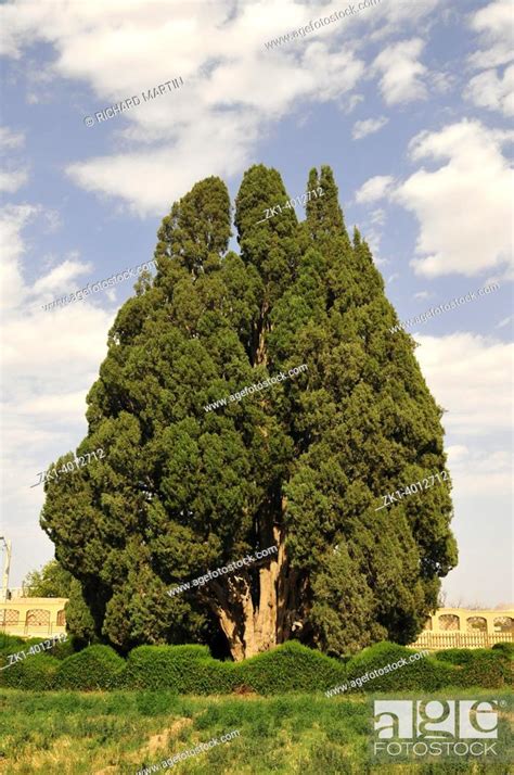 Ancient Cypress In The City Of Abarkuh Year Old Millennial Tree