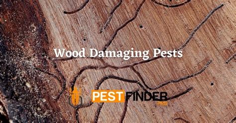 Signs of Wood-Destroying Insects : r/YourPestLife