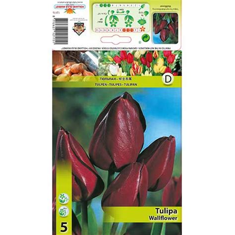 Tulip Wallflower 67812 Sibulad Osta Soodsamalt GradinaMax Ee