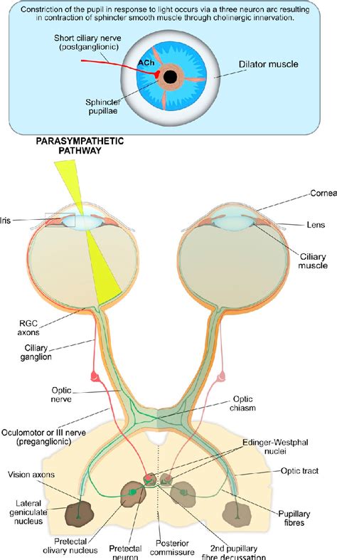 Figure 3 from Eyeing up the Future of the Pupillary Light Reflex in ...