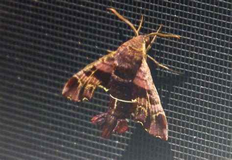 Moth In Northern Nj Amphion Floridensis Bugguide