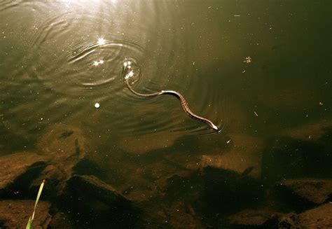 Snake - Southern Water Snake Information for Kids