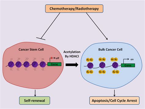 Schematic Illustration Of The Anti Cancer Potential Of Hdacis To