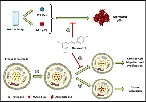 Inhibition Of P Amyloid Aggregation By Resveratrol Resveratrol