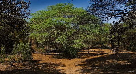 Bosques Secos Una Ecorregión Que Renace Conservamos Por Naturaleza