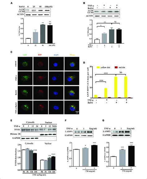 Tnf Disrupted The Autophagic Flux In Microglia A Dose Dependent