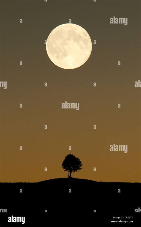 Moon Under Tree Hi Res Stock Photography And Images Alamy