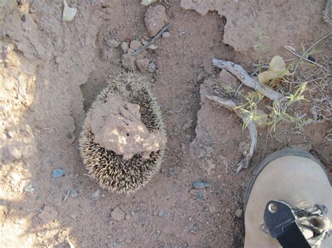 Pseudoplocephalus: Gobi Desert Diaries: All creatures great and small ...