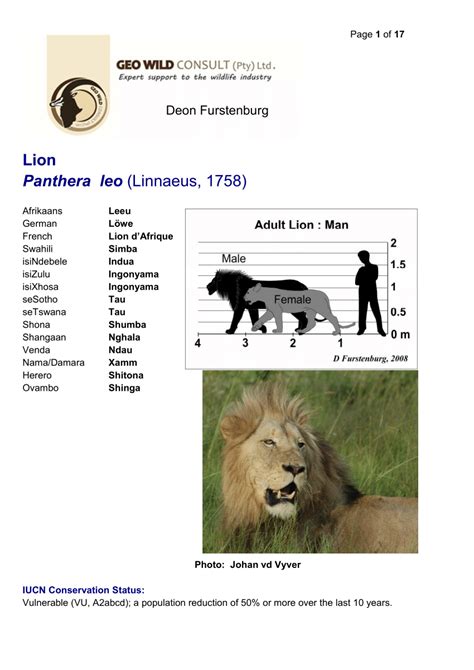 Pdf Focus On The Lion Panthera Leo