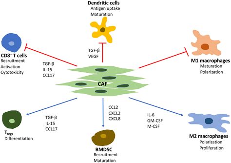 Frontiers Cancer Associated Fibroblasts And Tumor Associated