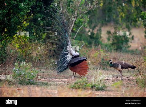 Indian Peafowl Pavo Cristatus Adult Male Spread His Tail Courtship