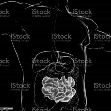 Small Intestine 3d Illustration Human Digestive System Anatomy Stock