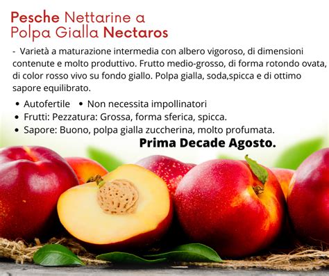 Pesche Nettarine A Polpa Gialla Nectaros Euro Plants Vivai Italia