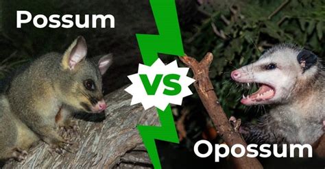 Possum vs Opossum: How to Say It and How to Tell the Difference - A-Z Animals