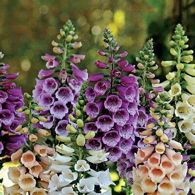 Digitalis Purpurea Cv Foxglove Dwarf Foxy Mix Seed X100 Ole