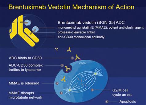 Brentuximab Vedotin For The Treatment Of Relapsed Refractory Hl And Alcl