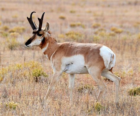 Pronghorn Photographed Near Elevenmile Reservoir These Be Flickr