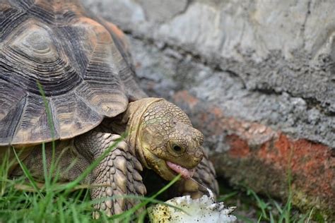 Can Sulcata Tortoises Eat Asparagus A Comprehensive Guide