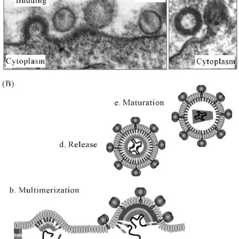 Pdf Hiv 1 Assembly Release And Maturation