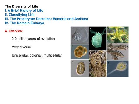 The Diversity Of Life I A Brief History Of Life Ii Classifying Life Ppt Download