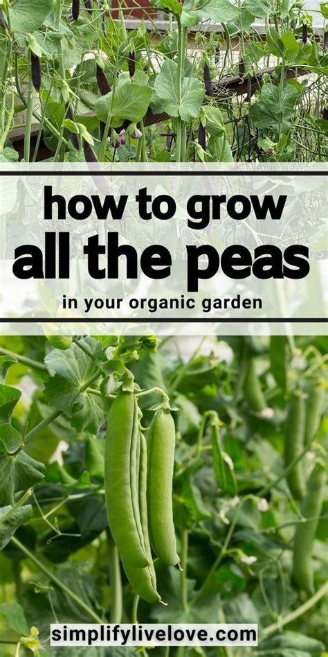 Growing Peas Made Easy Growing Peas Snap Peas Garden Growing Sweet Peas