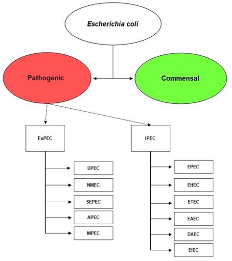 Pathogens Free Full Text Extraintestinal Pathogenic Escherichia